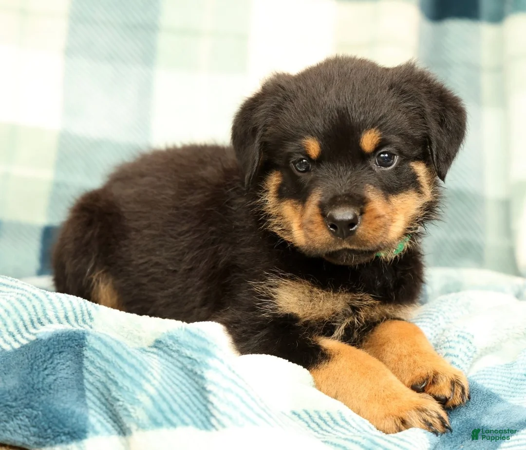 Rottweiler dogs for sale: Thor - Ad 1