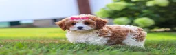 Cavapoo dogs for sale: Lilly - Ad 6