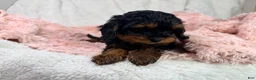 Cavapoo dogs for sale: Tootsie 🎀 - Ad 6