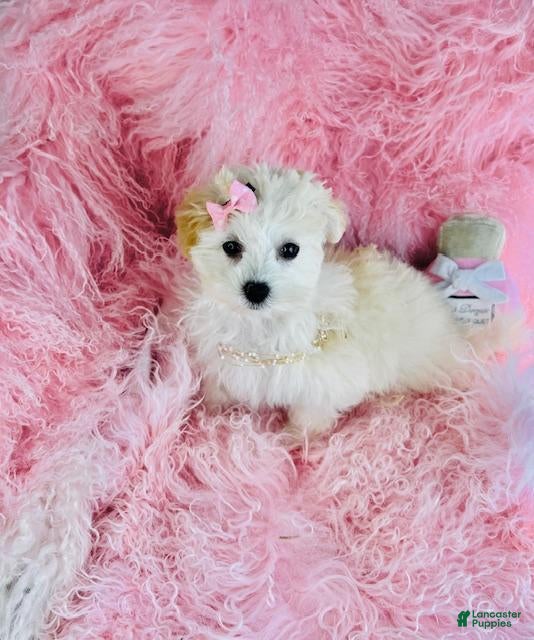 Maltese dogs Maltese 1 - Ad 1