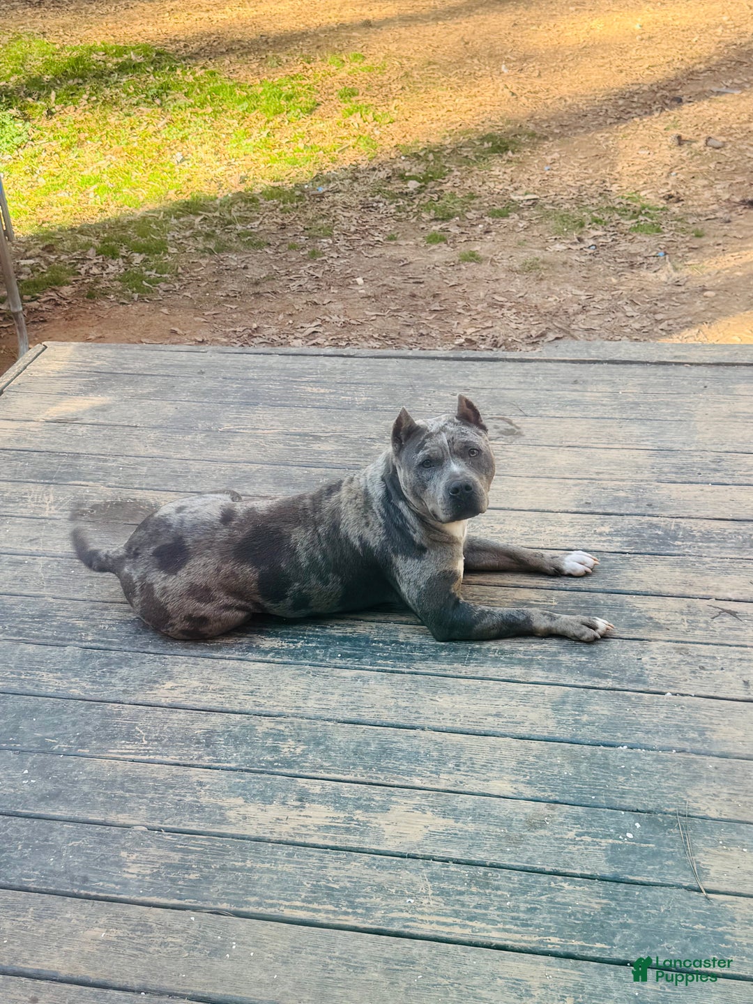 American Bully dogs for sale: American Bully Puppy 2 - Ad 2