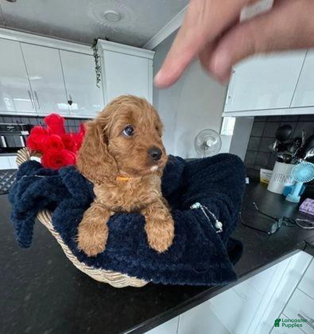Cavapoo dogs for sale: Jordan - Ad 7