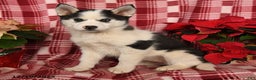 Pomsky dogs for sale: Snowflake - Ad 1