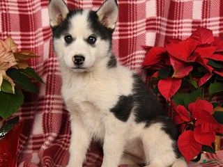 Pomsky dogs for sale: Snowflake - Ad 2