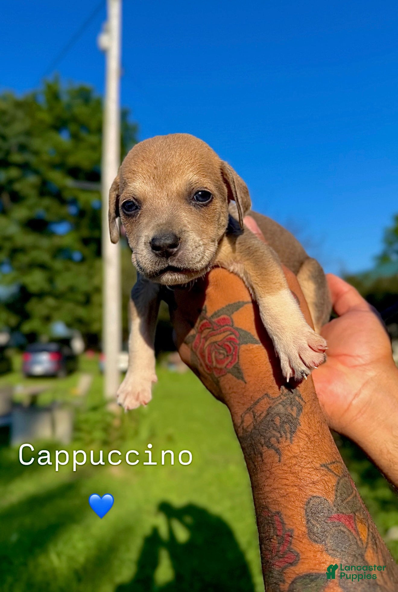 Mixed Breed dogs Mixed Breed 4 - Ad 20