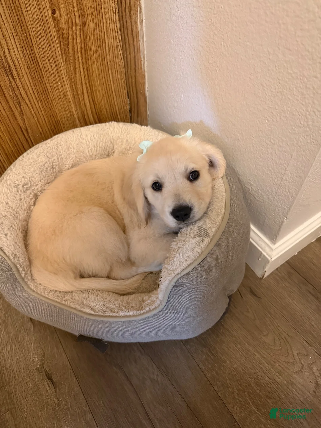 Golden Retriever dogs for sale: Golden Retriever 1 - Ad 2