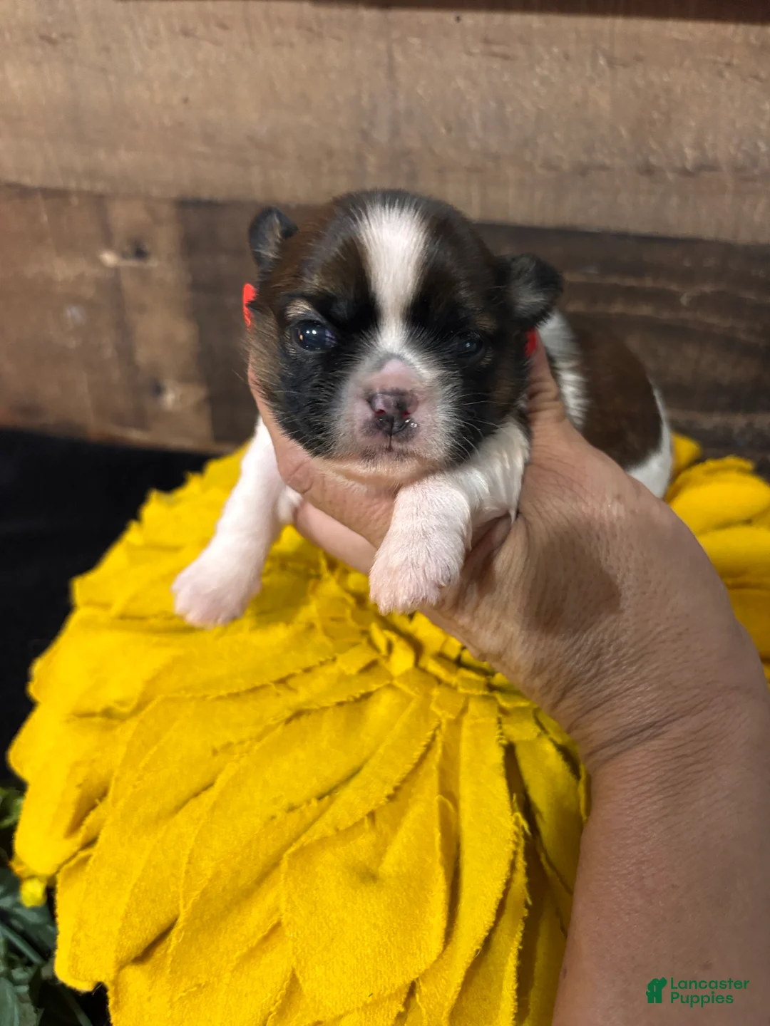 Shih Tzu dogs for sale: Shih Tzu 2 - Ad 1