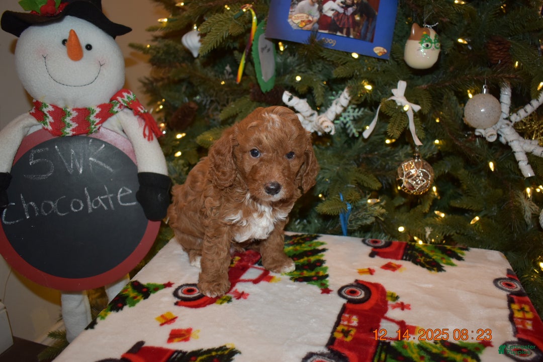 Cavapoo dogs for sale: Chocolate  - Ad 11