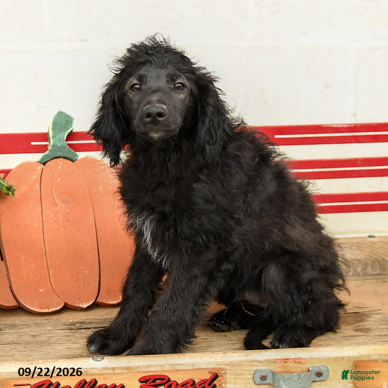 Mini Aussiedoodle dogs Archie - Ad 2