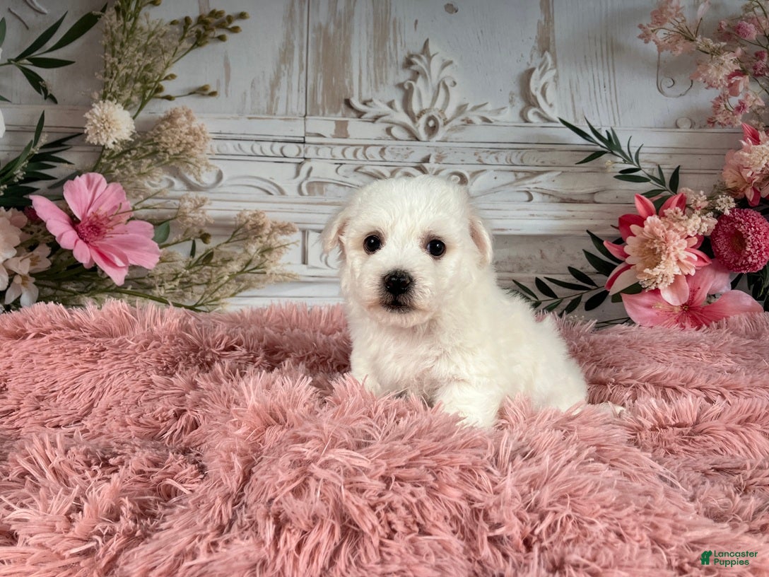 Bichon Frise dogs AKC-Nena - Ad 1