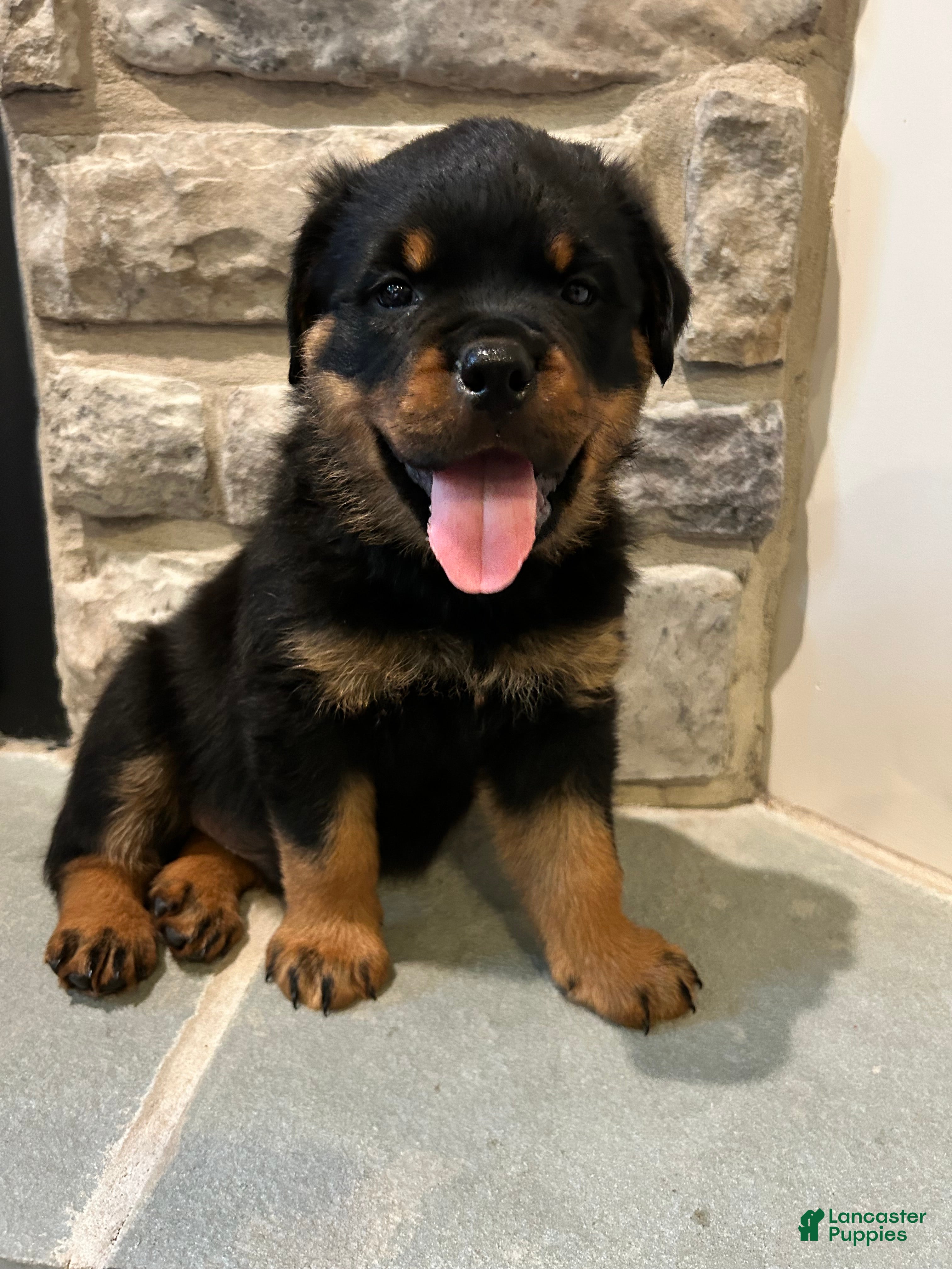 Rottweiler dogs Oak - Ad 2