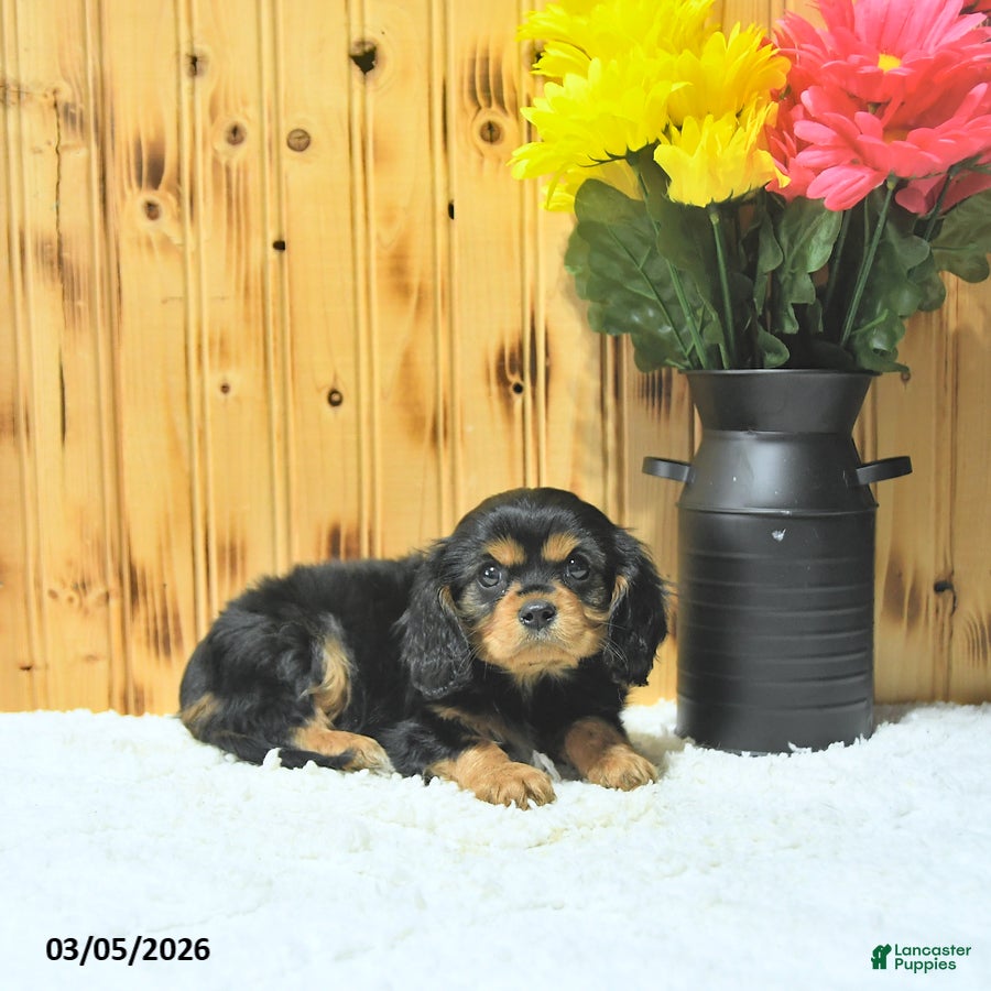 Cavalier King Charles Spaniel dogs Oscar - Ad 2