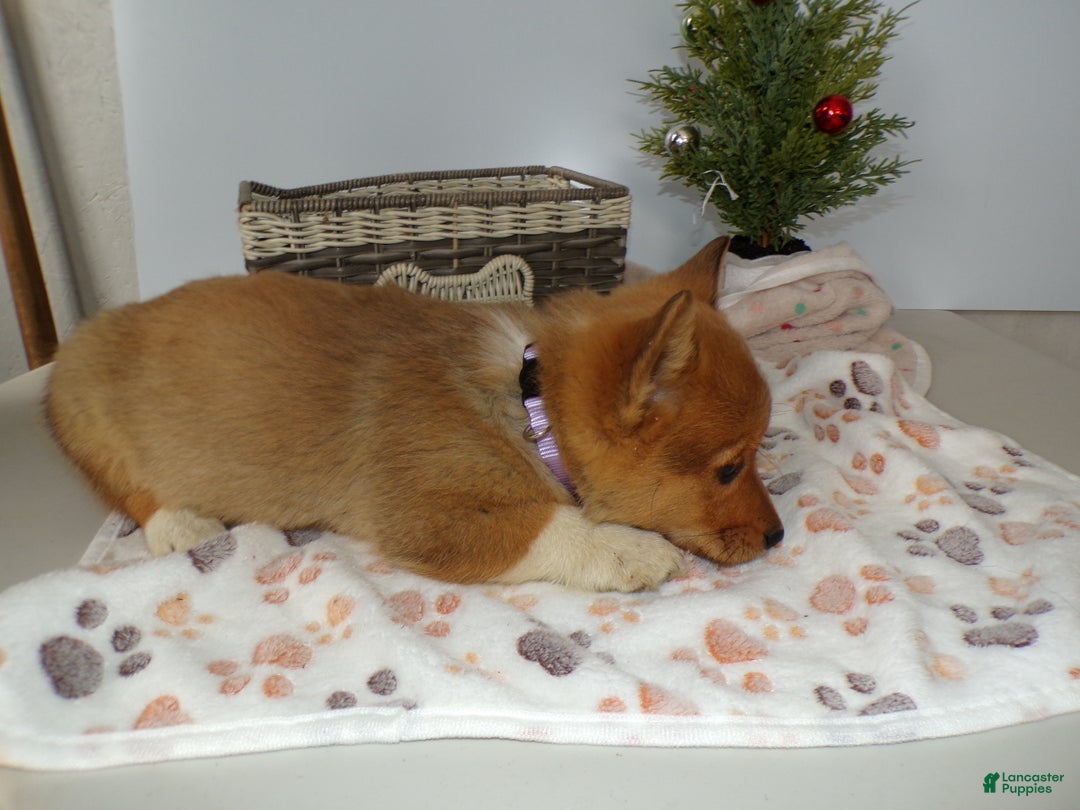 Welsh Corgi Pembroke dogs for sale: Welsh Corgi Pembroke Puppy 3 Marcy - Ad 4