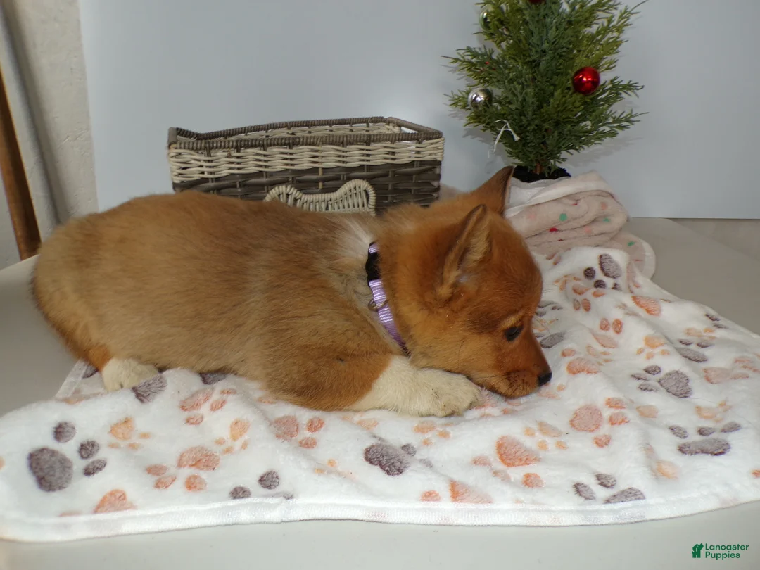 Welsh Corgi Pembroke dogs for sale: Welsh Corgi Pembroke Puppy 3 Marcy - Ad 4