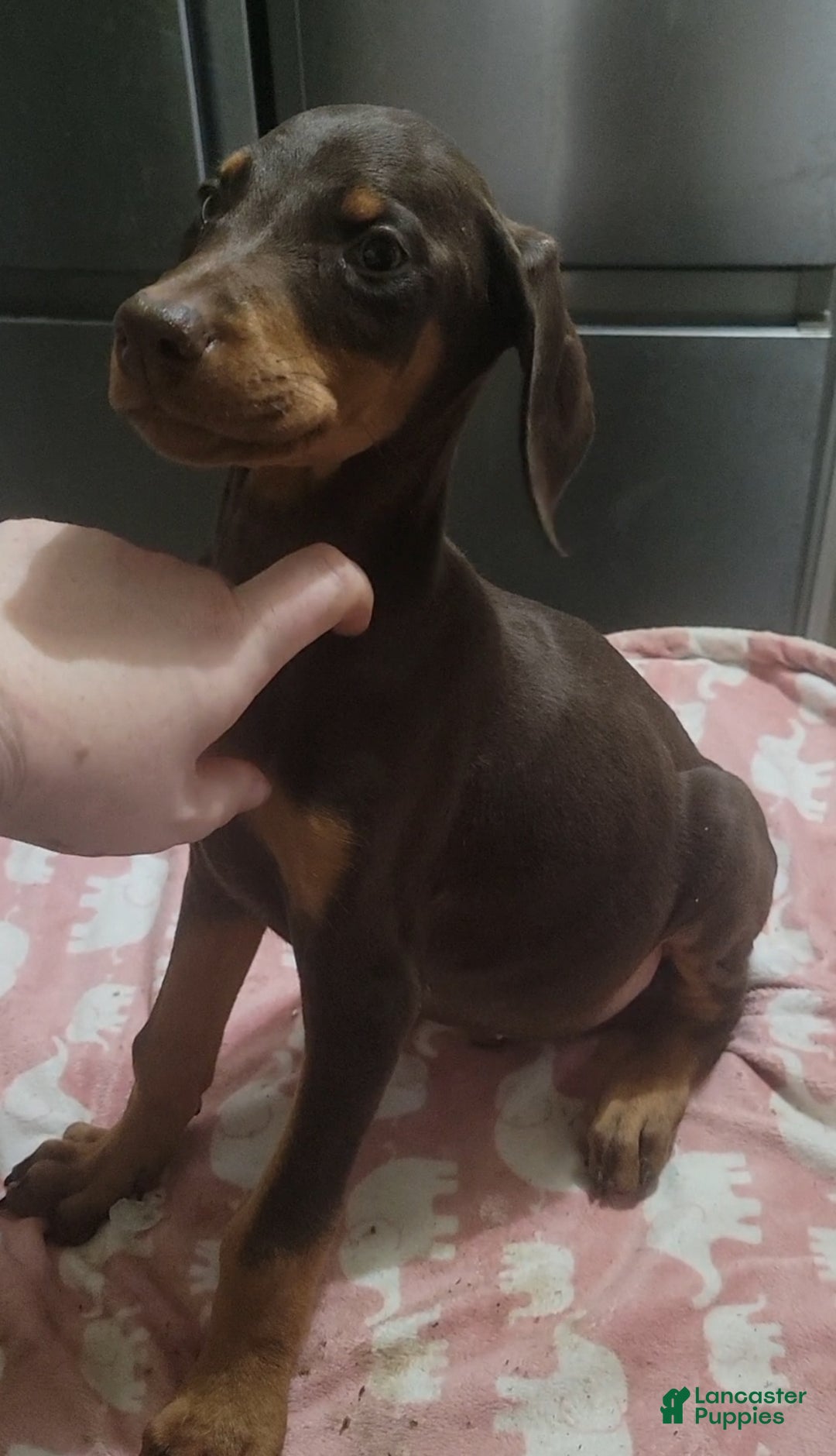 Doberman Pinscher dogs for sale: Doberman puppy 1-3 - Ad 4