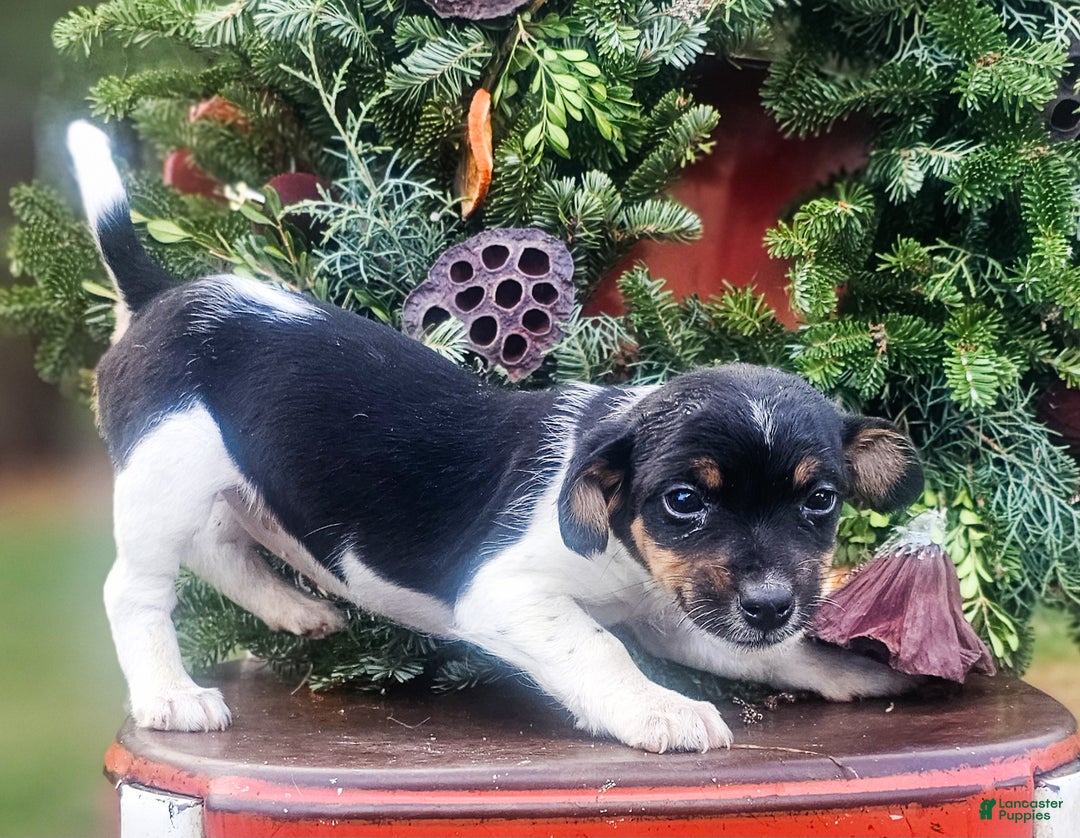 Jackapoo dogs for sale: Juniper - Ad 3