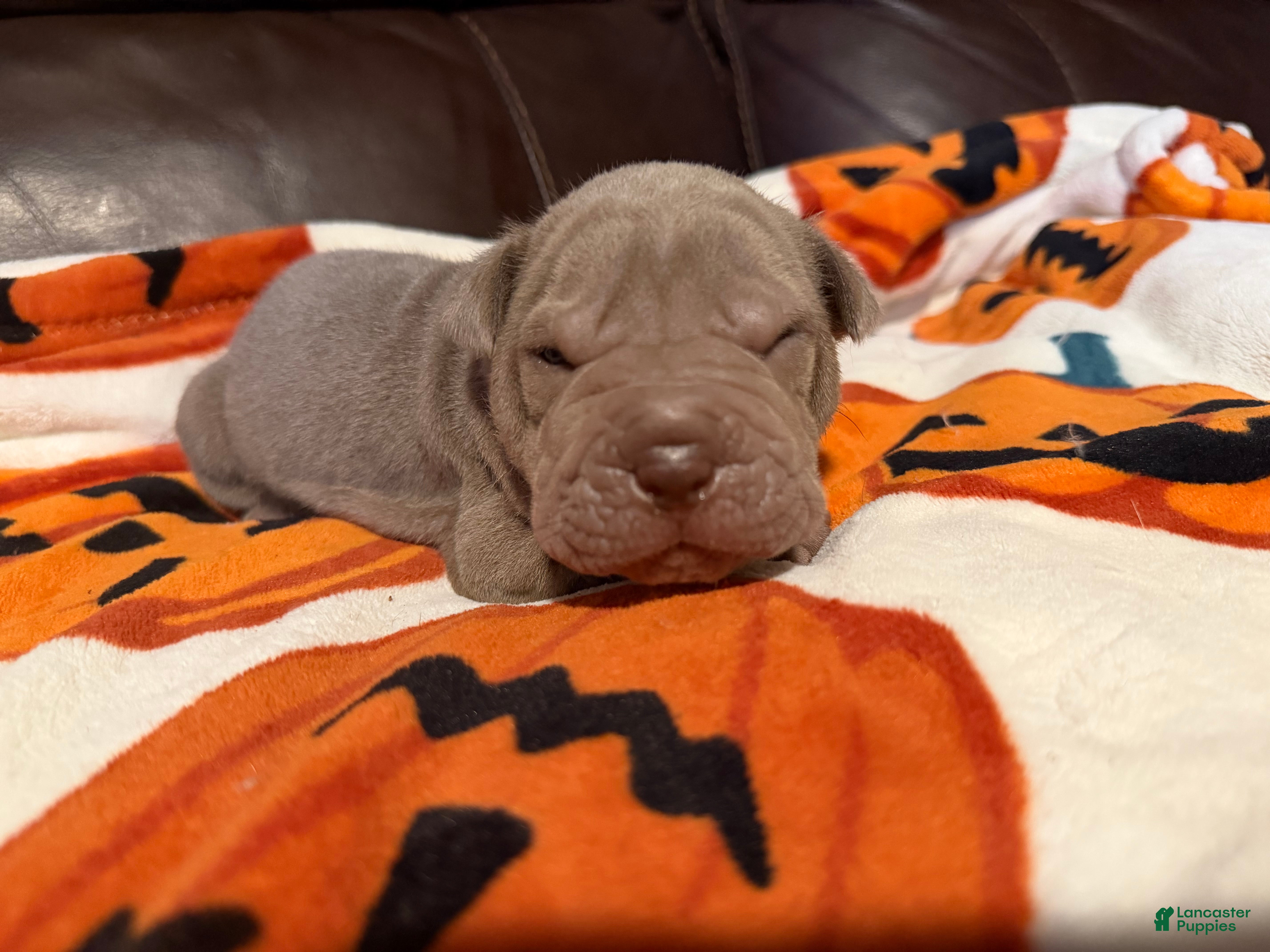 Shar Pei dogs for sale: Forest - Ad 2