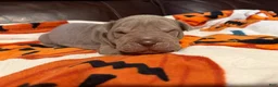Shar Pei dogs for sale: Forest - Ad 2