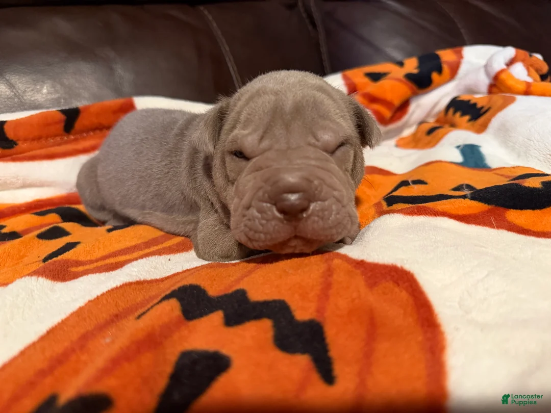 Shar Pei dogs for sale: Forest - Ad 2