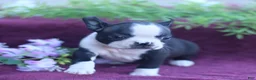 Boston Terrier dogs for sale: Maple  - Ad 2