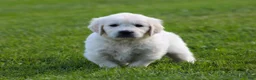 Golden Retriever dogs for sale: Daisy - Ad 4