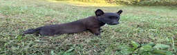 Belgian Malinois dogs for sale: Princess Leia (purple) - Ad 2