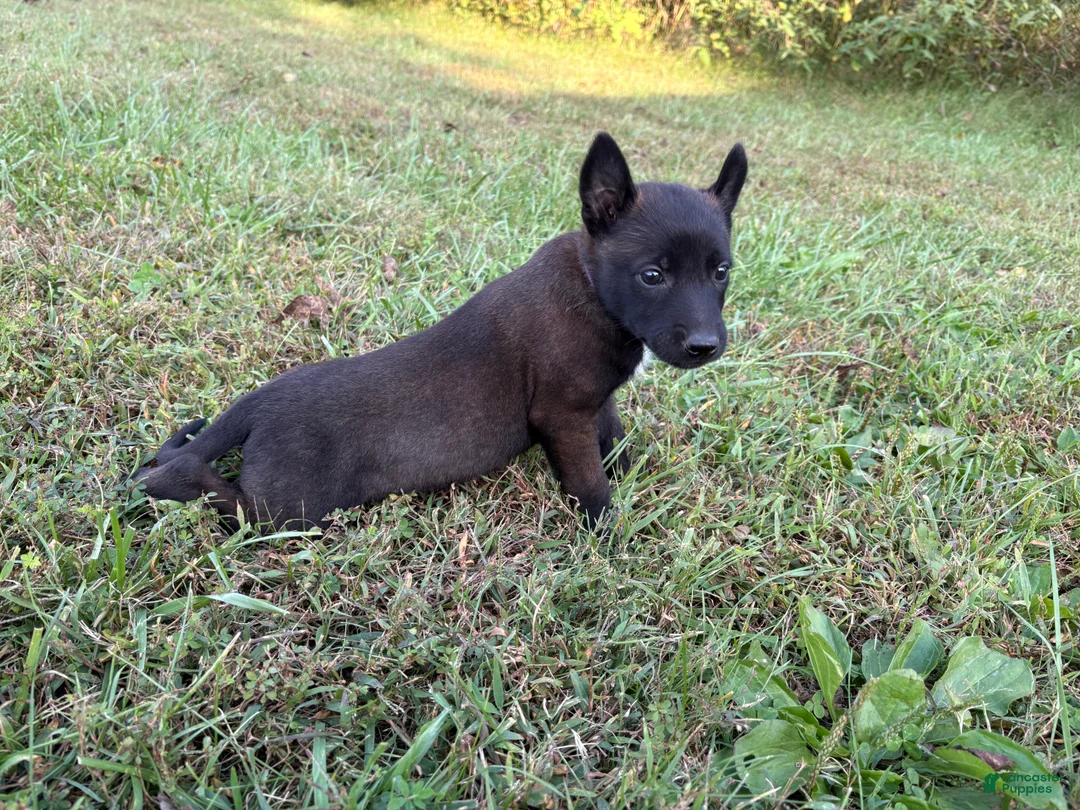 Belgian Malinois dogs for sale: Princess Leia (purple) - Ad 2