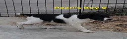 Brittany Spaniel dogs for sale: AKC/UKC French Brittany boy 6 - Ad 5