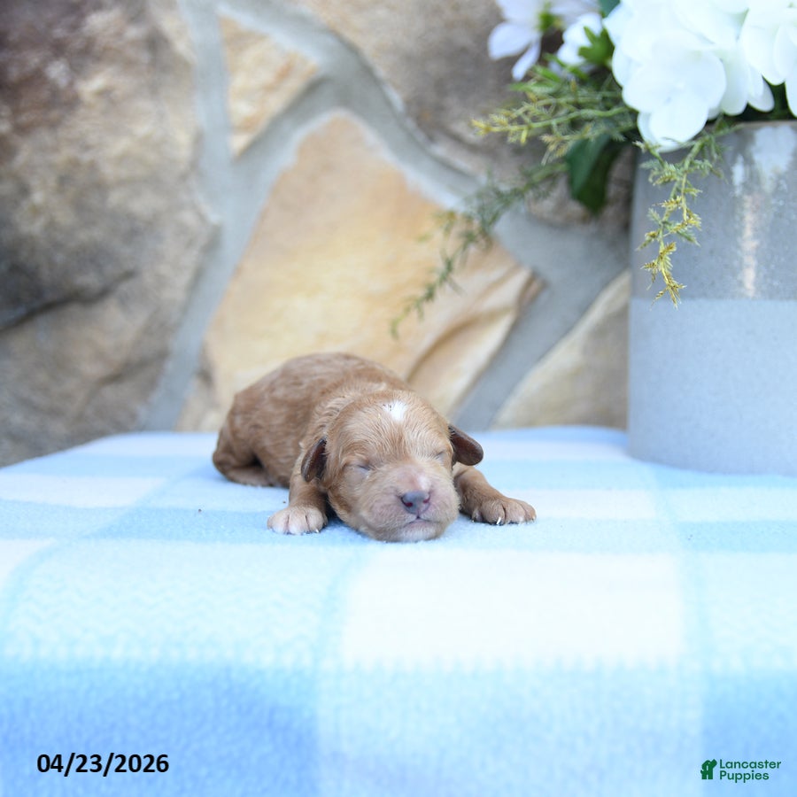 Cavapoo dogs Fido - Ad 2