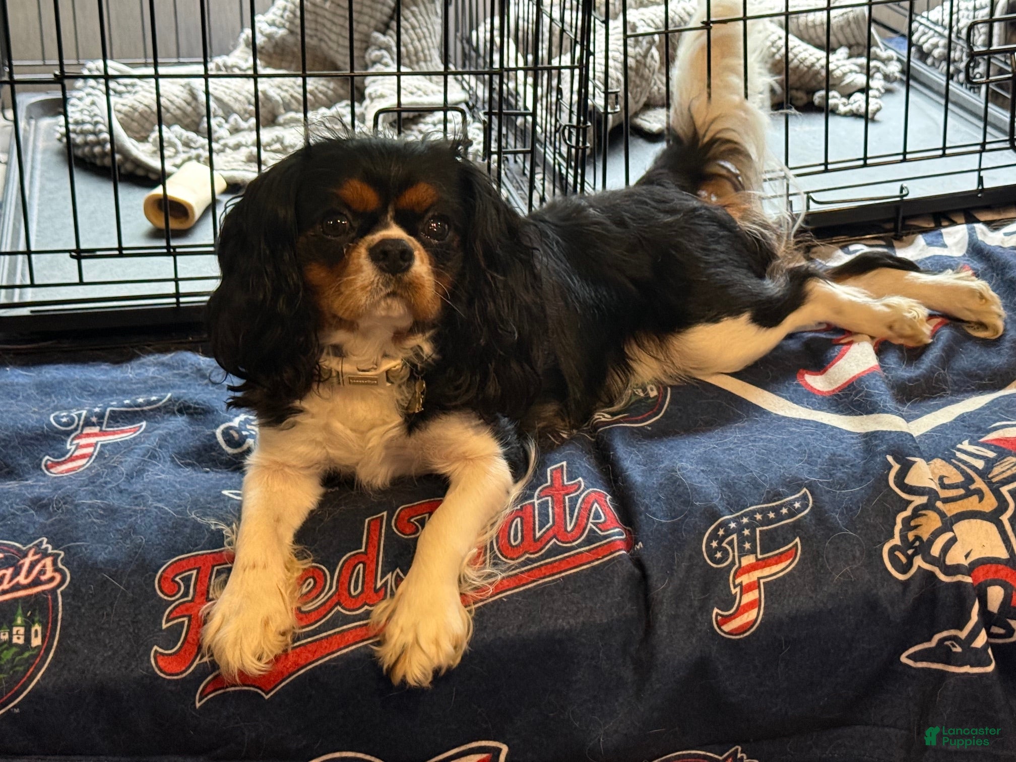 Cavalier King Charles Spaniel dogs for sale: Cavalier King Charles Spaniel - Carla - Ad 5