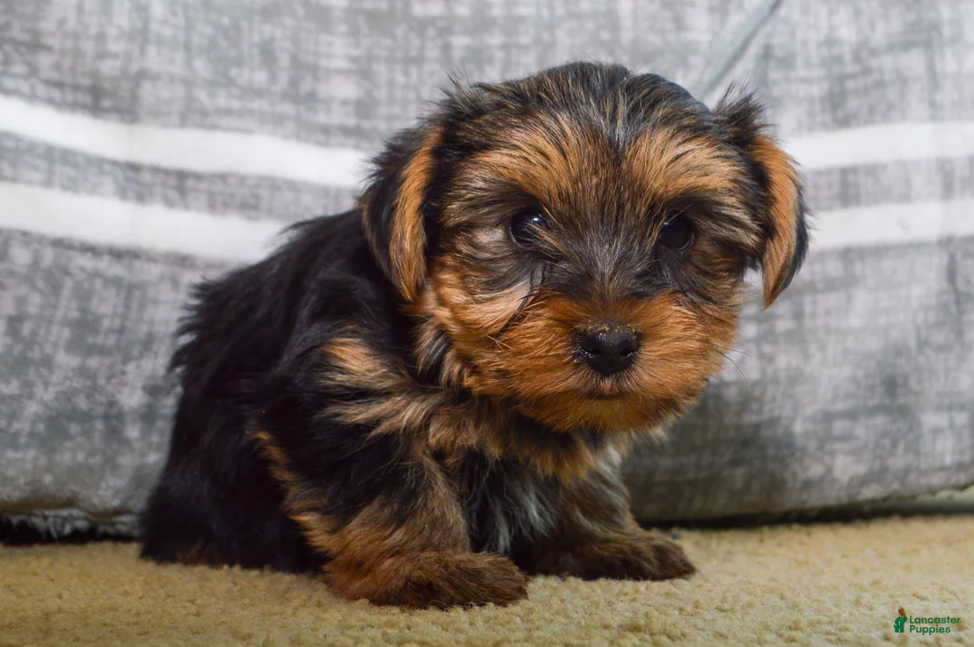 Yorkshire Terrier dogs for sale: Jeff - Ad 4