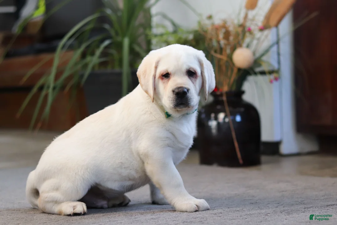 Labrador Retriever dogs for sale: Seth - Ad 1