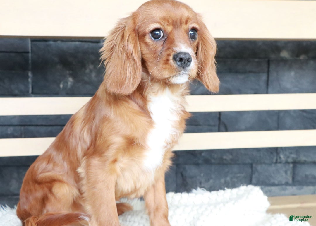 Short Hair Full Grown Ruby Cavalier King Charles Spaniel Cavalier