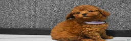 Miniature Poodle dogs for sale: Loise❤️ - Ad 9