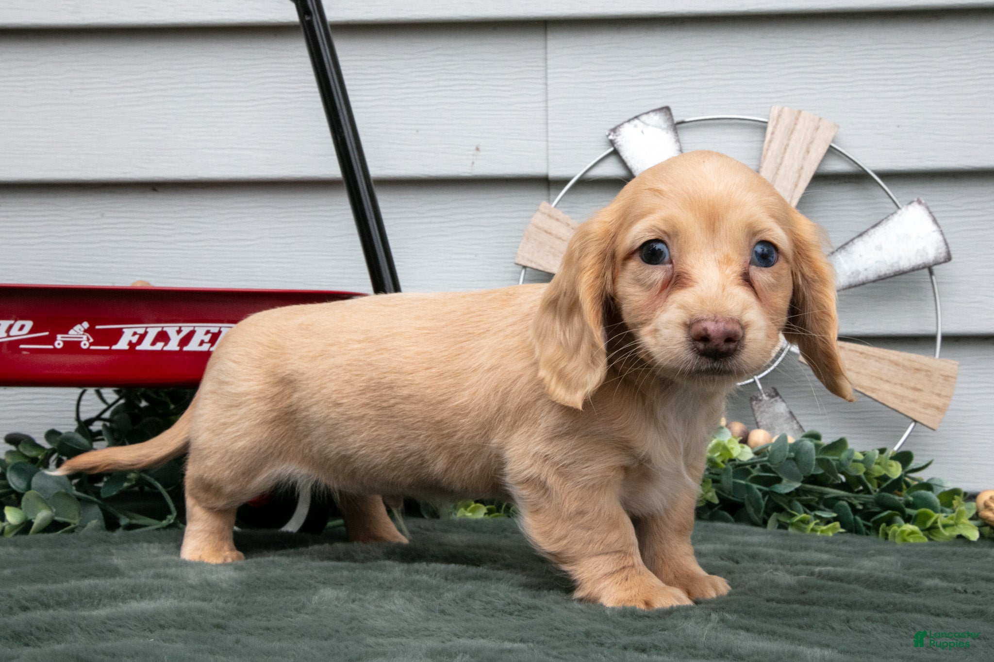Miniature Dachshund dogs for sale: Cotton - Ad 4