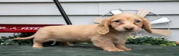 Miniature Dachshund dogs for sale: Cotton - Ad 1