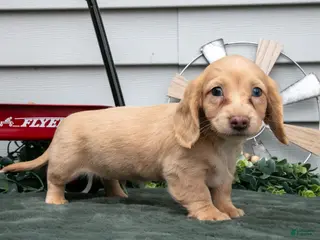 Miniature Dachshund dogs for sale: Cotton - Ad 4