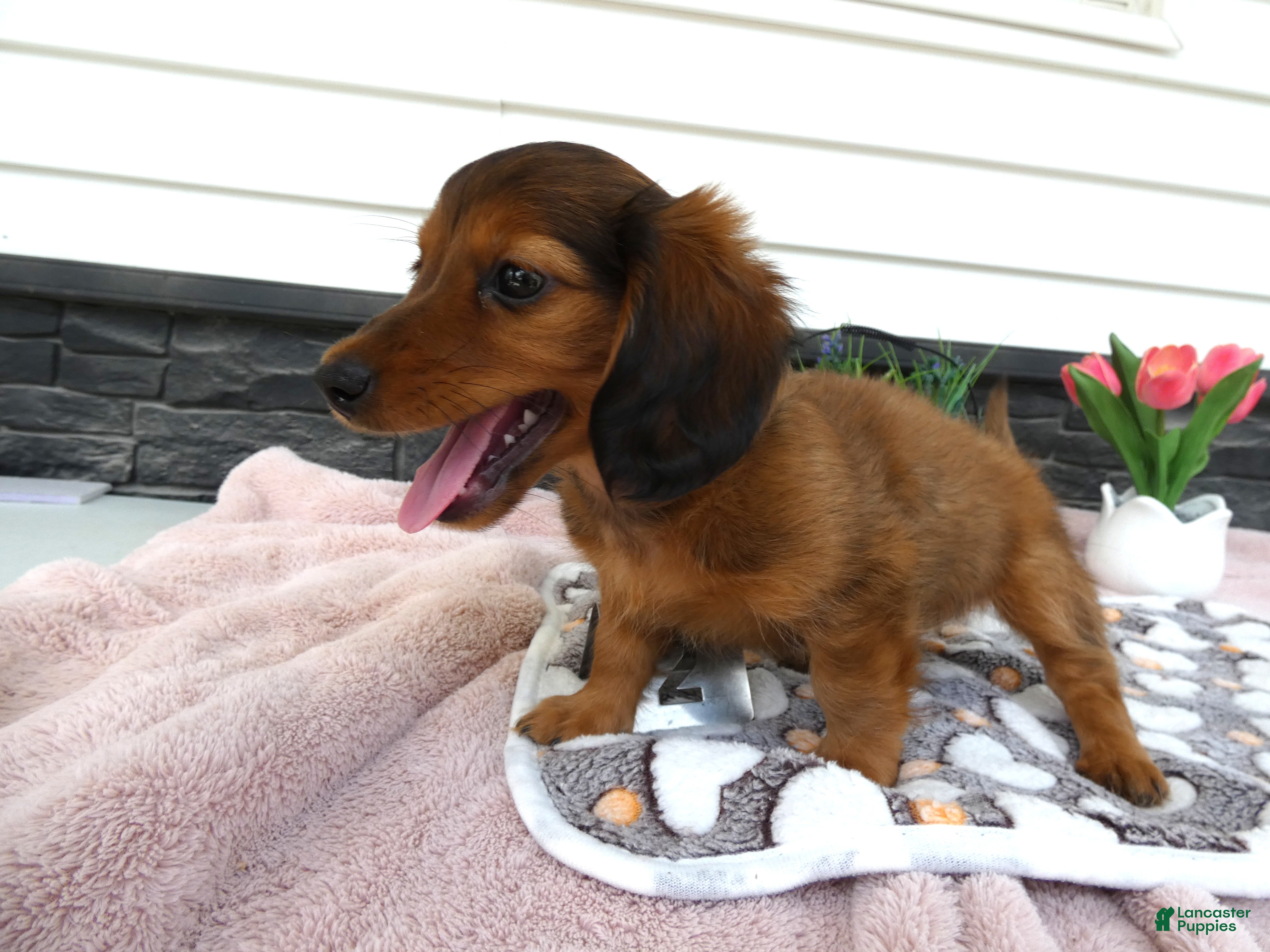 Miniature Dachshund dogs Miniature Dachshund 2 Ranger - Ad 38