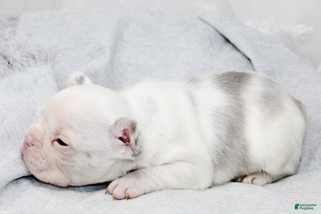 French Bulldog dogs for sale: Kodiak-Koi Choc & Tan w Testable  - Ad 4