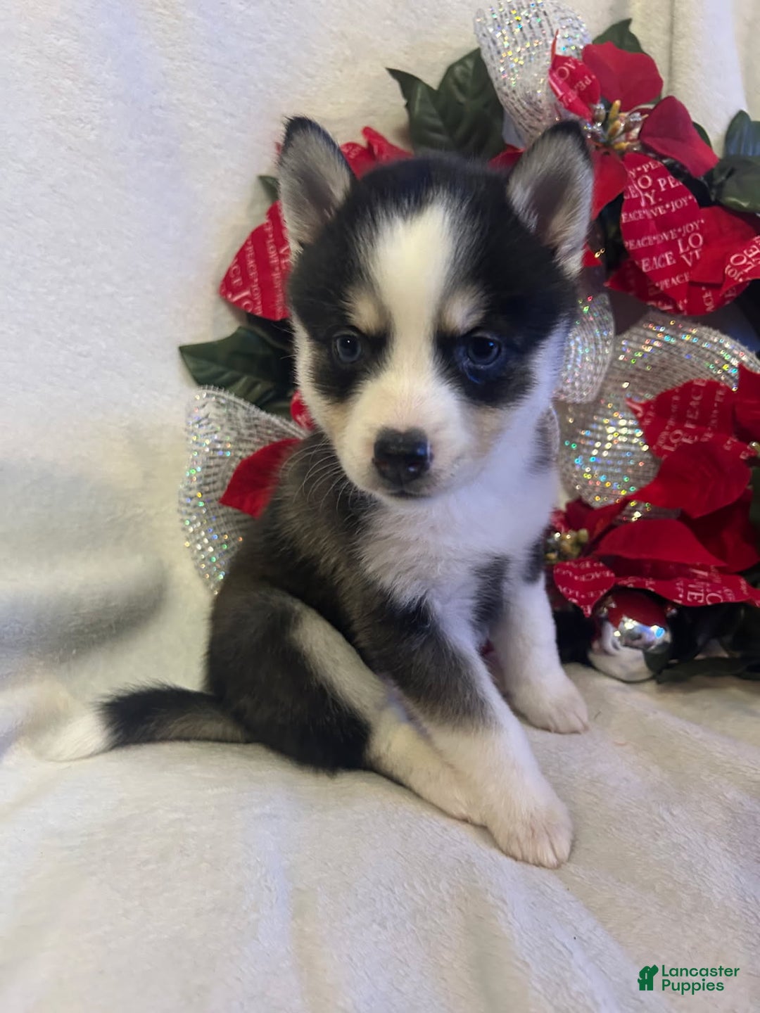 Pomsky dogs for sale: Pomsky Puppy 4 - Ad 1