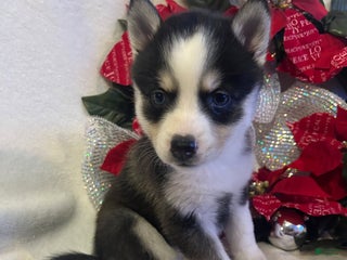 Pomsky dogs Pomsky Puppy 4 - Ad 37