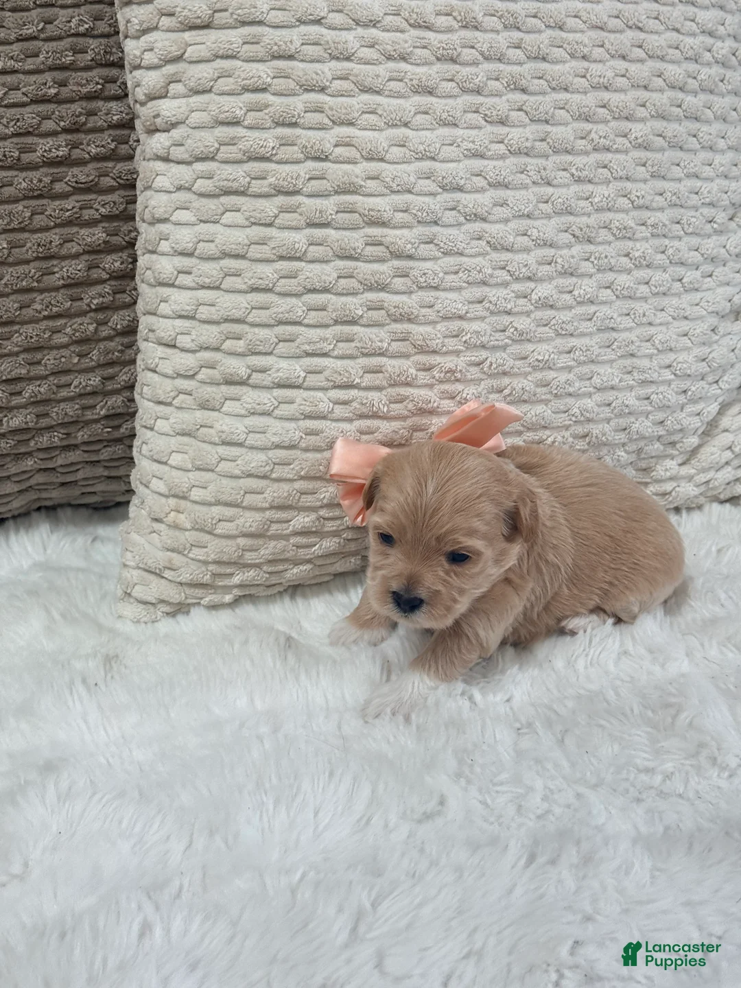 Mixed Breed dogs for sale: Sunny - Ad 2
