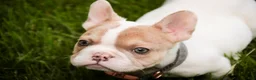 French Bulldog dogs for sale: Romeo - Ad 4