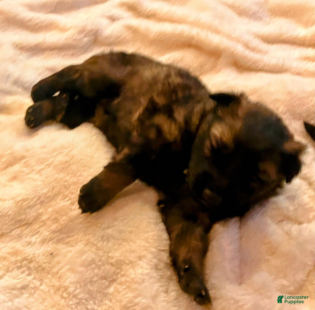 German Shepherd dogs for sale: ♥️SWEET SABLE ♥️ - Ad 5