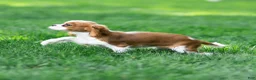 Cavalier King Charles Spaniel dogs for sale: Allen Cavalier King Charles Spaniel Puppy  - Ad 17