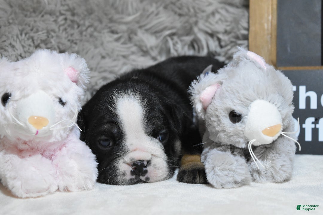 English Bulldog dogs for sale: Angela - Ad 2