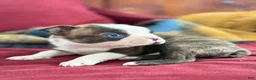 Boston Terrier dogs for sale: Bert - Ad 7