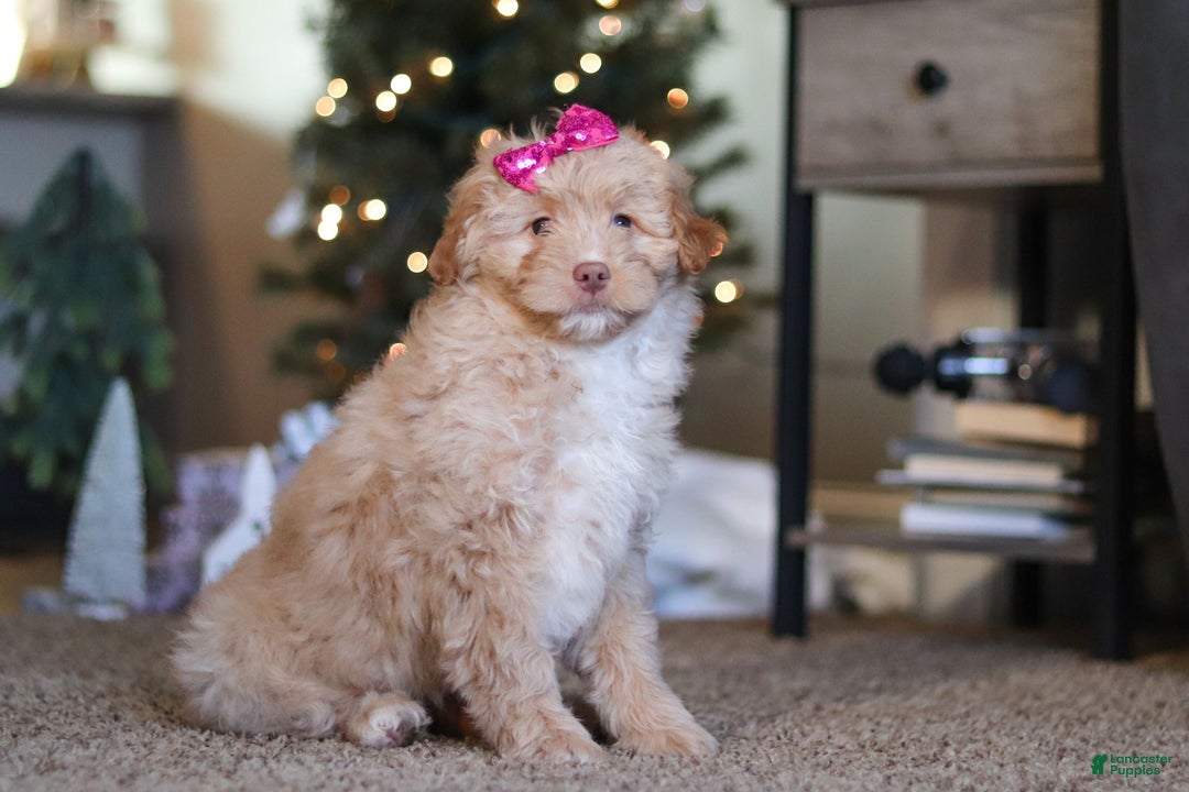 Mini Bernedoodle dogs for sale: Penny - Ad 9