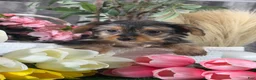 Yorkshire Terrier dogs for sale: Yanita 💐 - Ad 5