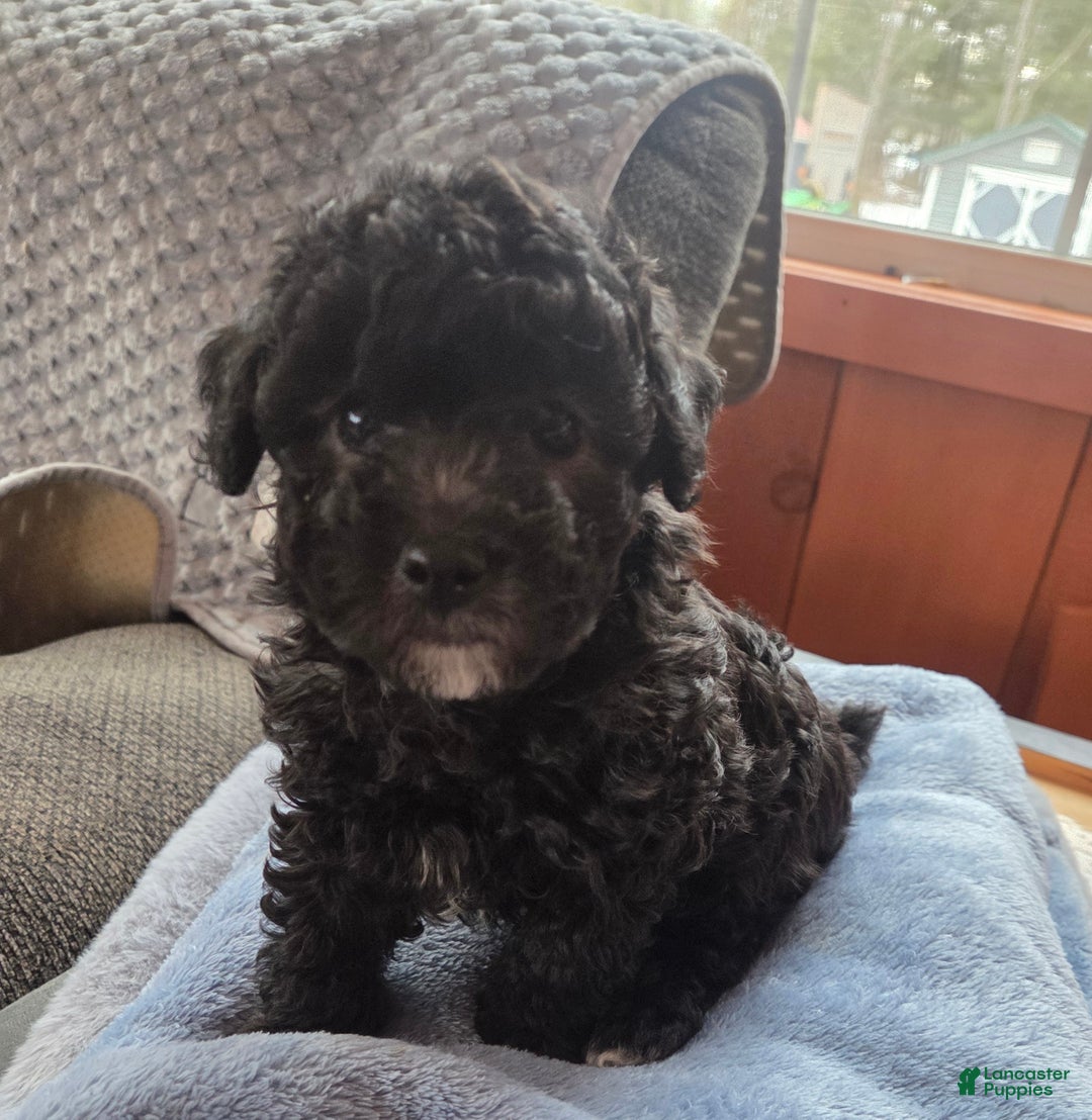 Toy Poodle dogs for sale: Toy Poodle Puppy 1 - Ad 8